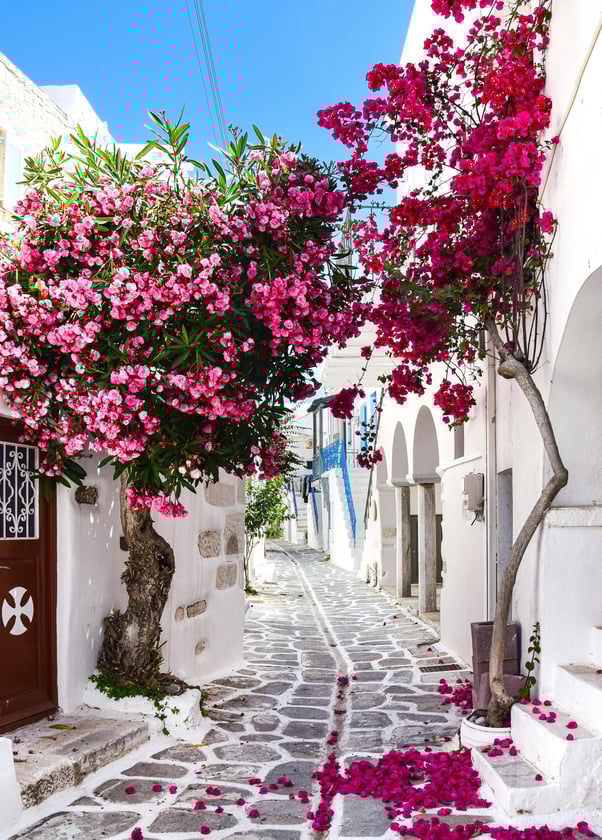 rue pavée étroite en Grèce avec un arbre fleuri au milieu