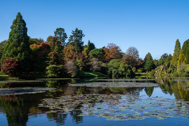 Bright autumn sunshine lightens autumn colour around a lily filled pond.
