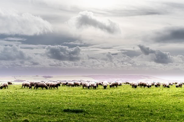 A field full of sheep with hills in the distant background with stormy looking clouds on the way