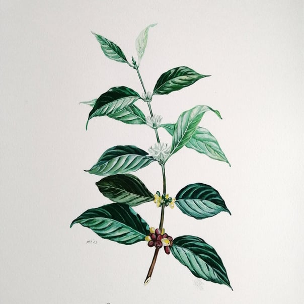 coffee plant; gouache on paper 