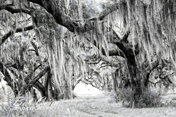 Spanish moss