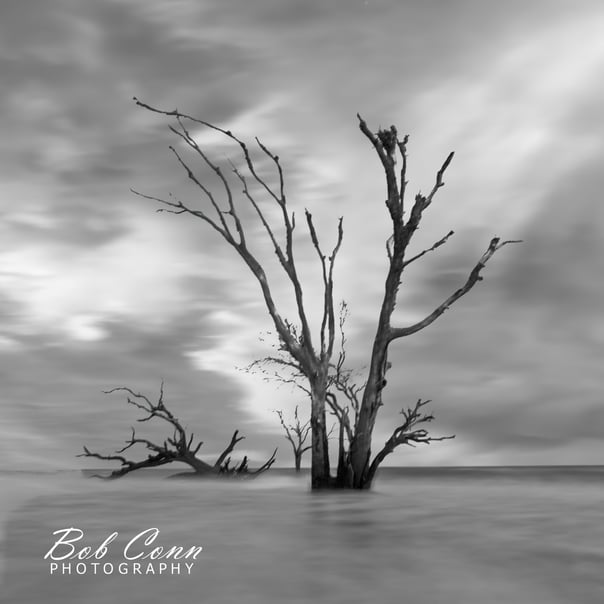 Ocean tree