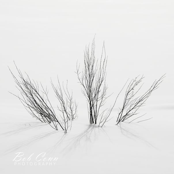 Winter Twigs