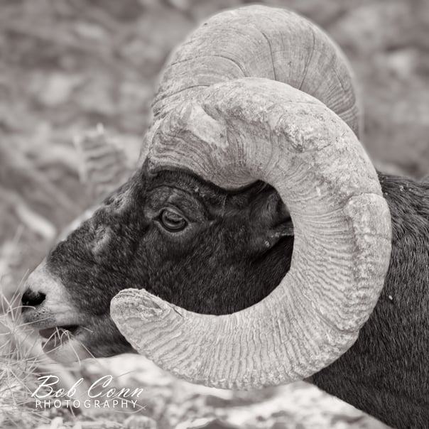Bighorn sheep head