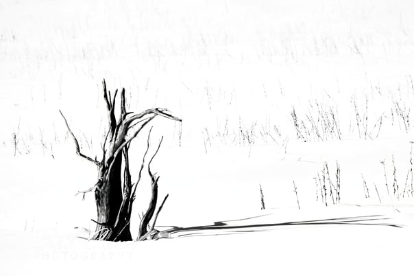 Contrast and shadow