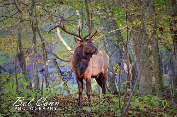 Elk: Great Smoky Mountains National Park