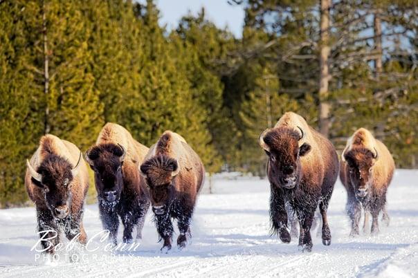 Bison | Yellowstone National Park