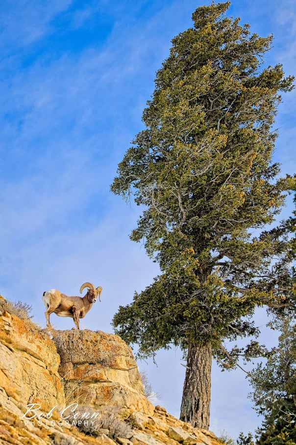 Bighorn Sheep | Yellowstone National Park