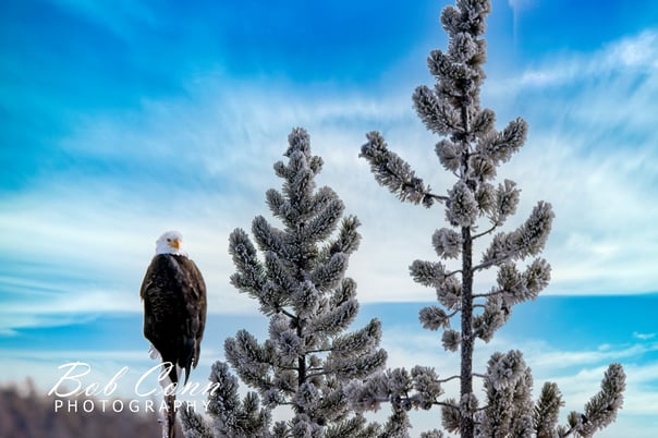 Bald Eagle | Yellowstone National Park