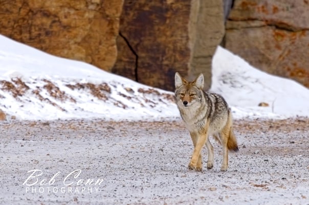 Cayote | Yellowstone National Park