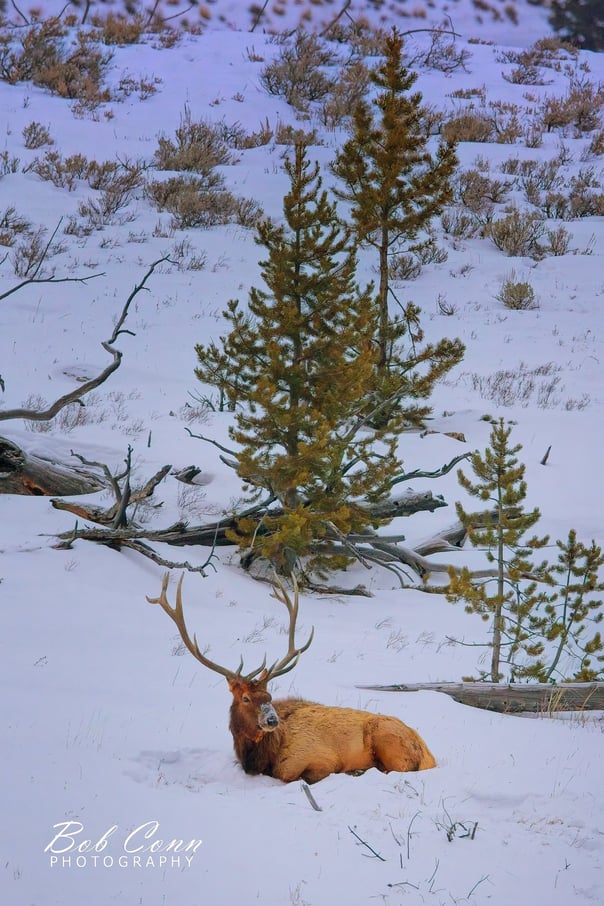 Elk | Yellowstone National Park