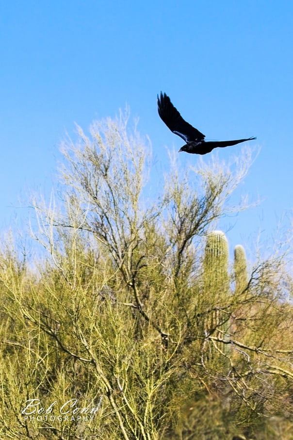 Raven | Sonoran Desert