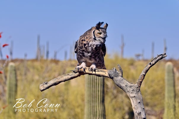 Great Horned Owl | Sonoran Desert