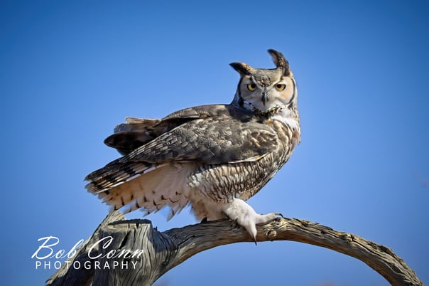 Great Horned Owl | Sonoran Desert