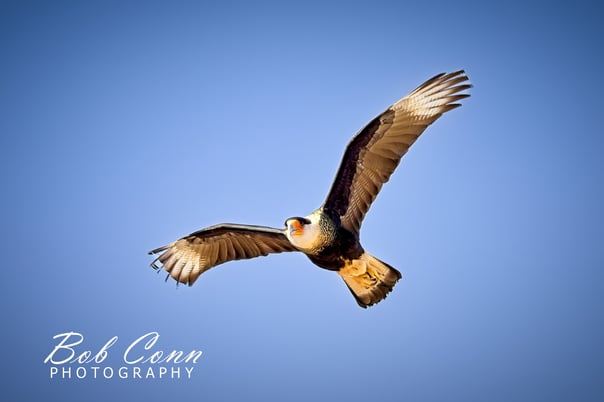 Caracara | Sonoran Desert