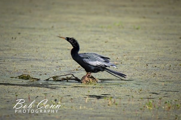Anhinga | Magnolia Plantation Bird Sanctury