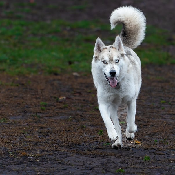 Blue eyed husky in the morning light