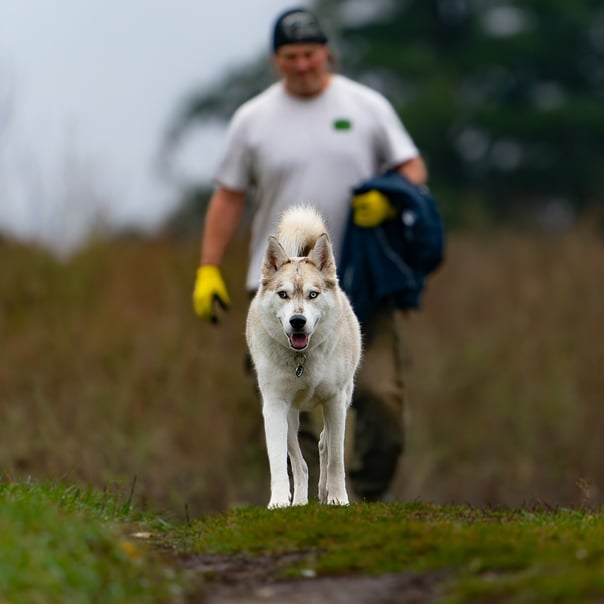 Husky leading the way with his owner behind him