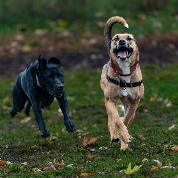 two dogs running in the dog park having fun
