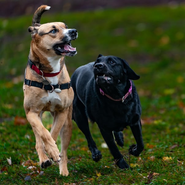 two dogs running in the dog park having fun