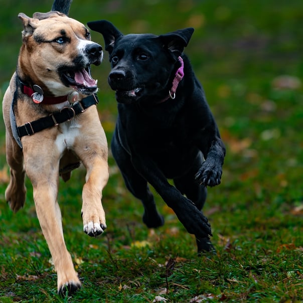 two dogs running in the dog park having fun