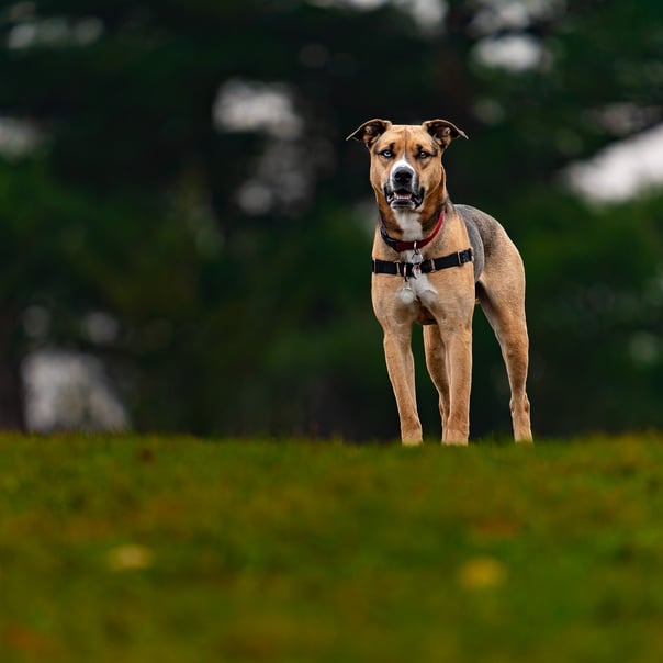 Beautiful dog with one blue eye and one brown