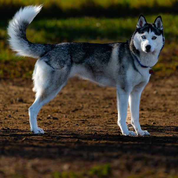 Blue eyed husky in the morning light