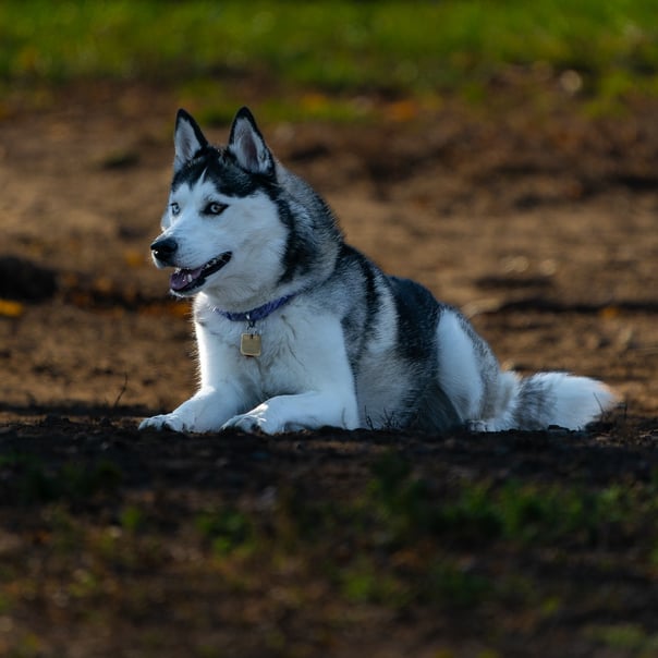 Blue eyed husky in the morning light