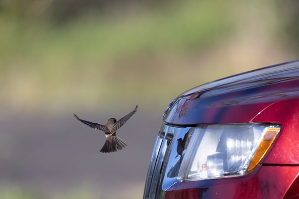 Vermillion Flycatcher who was eating bugs off cars as they entered the parking.