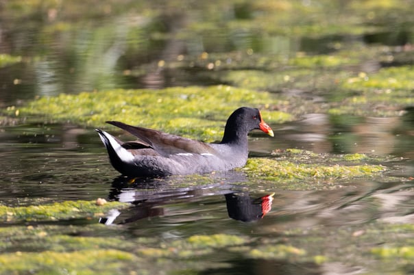 Common Gallinule