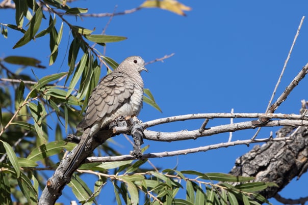 Inca Dove
