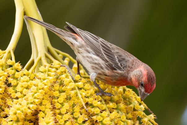House Finch