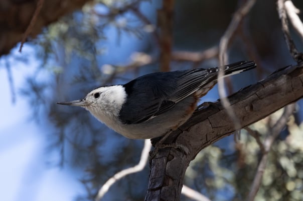 White-breasted Nuthatch