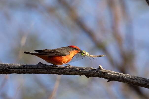 Vermillion Flycatcher