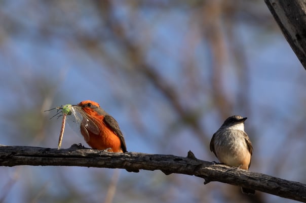 Vermillion Flycatchers
