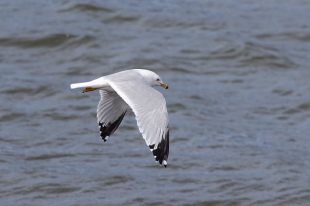 Ring-billed Gull