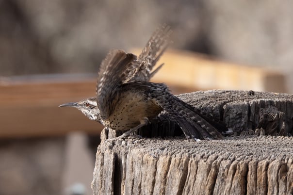 Cactus Wren