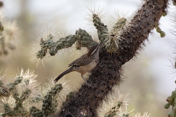 Cactus Wren