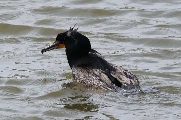 Double-crested Cormorant