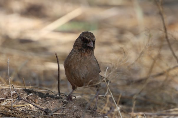 Abert's Towhee