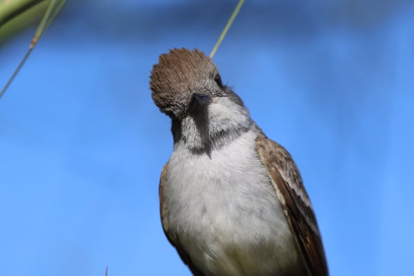 Ash-throated Flycatcher