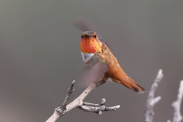 Rufous Hummingbird