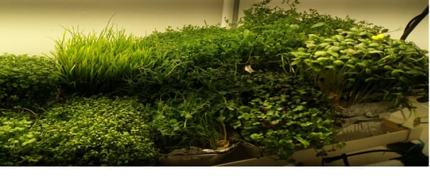 a picture of Early Greens microgreens nursery produce