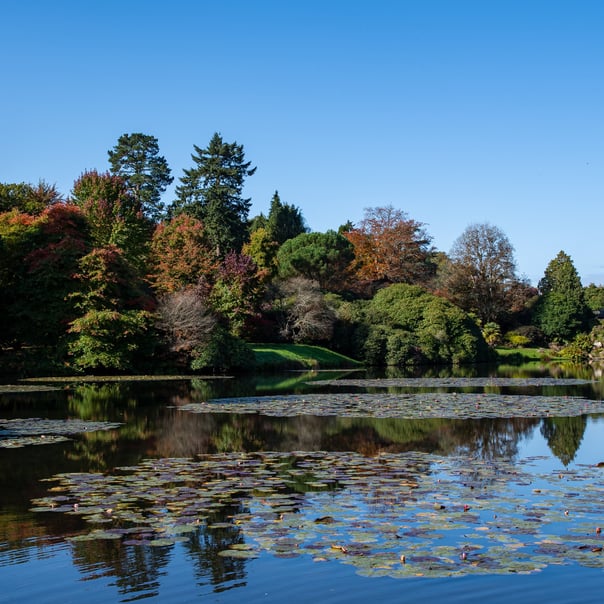 Bright autumn sunshine lightens autumn colour around a lily filled pond.