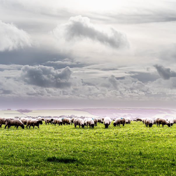 A field full of sheep with hills in the distant background with stormy looking clouds on the way