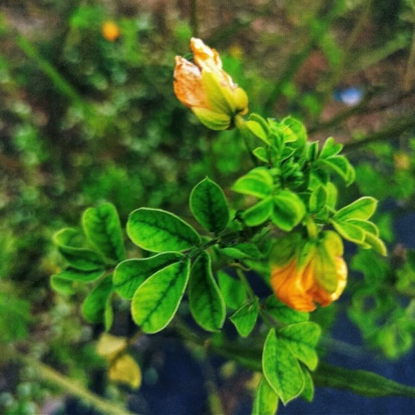 Senna obtusifolia- Sickle senna plant