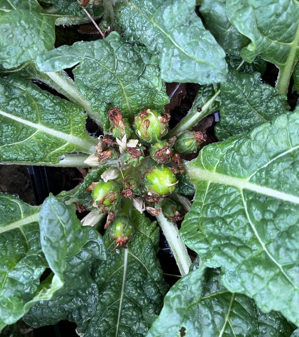 Fleurs mandragores officinales