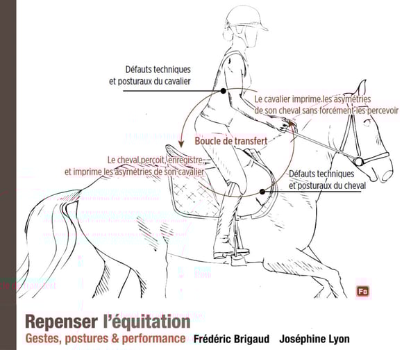 influence de la posture du cavalier sur le cheval