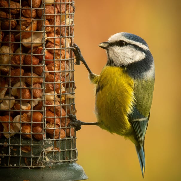 A detailed photo of a blue tit clinging on to a bird feeder full of peanuts