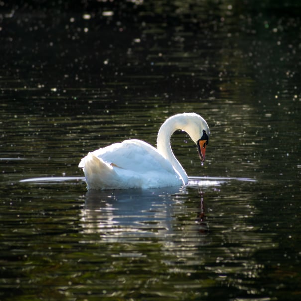 A Swan with an arched neck gently paddling on the lake